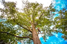 Best Tree Health Inspection  in Girard, OH